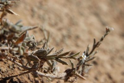 Morettia canescens, photographed by Olivier Argagnon