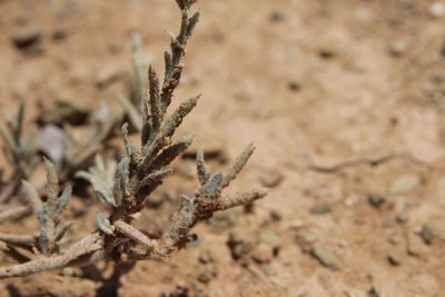 Morettia canescens, photographed by Olivier Argagnon