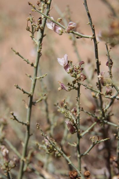 Acanthorrhinum ramosissimum, photographed by Olivier Argagnon