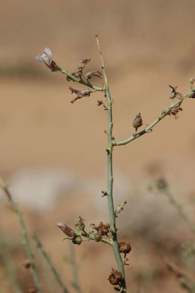 Acanthorrhinum ramosissimum, photographed by Olivier Argagnon