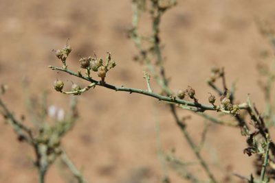 Acanthorrhinum ramosissimum, photographed by Olivier Argagnon