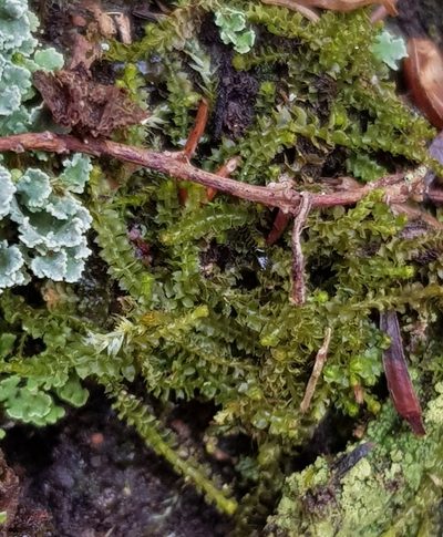 Neoorthocaulis floerkei, photographed by Helen Waterman