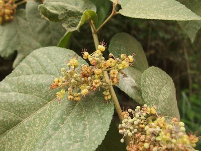 Guazuma ulmifolia, photographed by Sue Carnahan