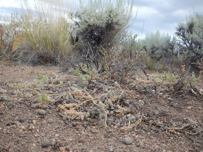 Astragalus pulsiferae, photographed by Matt Lavin