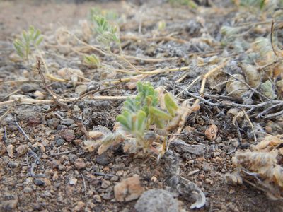 Astragalus pulsiferae, photographed by Matt Lavin