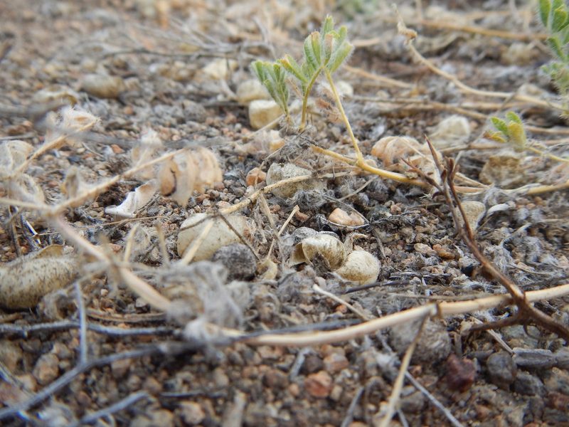 Astragalus pulsiferae, photographed by Matt Lavin