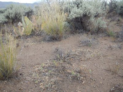 Astragalus pulsiferae, photographed by Matt Lavin