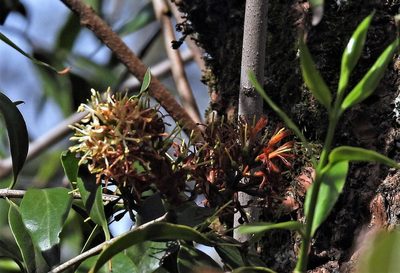 Tripodanthus acutifolius, photographed by Hugo Hulsberg