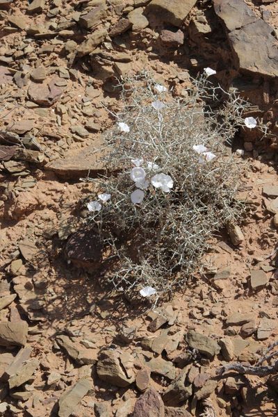 Convolvulus trabutianus, photographed by Olivier Argagnon