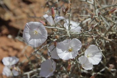 Convolvulus trabutianus, photographed by Olivier Argagnon