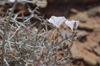 Convolvulus trabutianus, photographed by Olivier Argagnon
