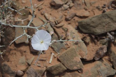 Convolvulus trabutianus, photographed by Olivier Argagnon