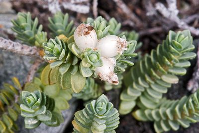 Pimelea urvilleana, photographed by Peter de Lange