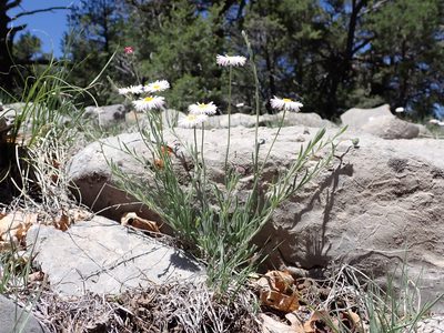 Erigeron tracyi, photographed by Matt Lavin