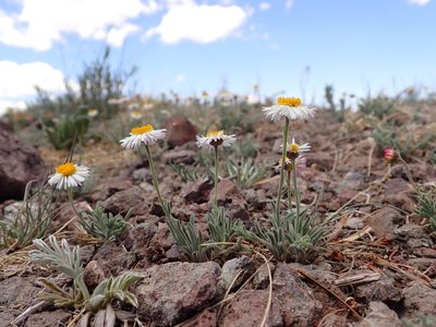 Erigeron tracyi, photographed by Matt Lavin