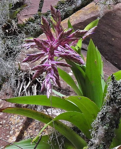 Tillandsia australis, photographed by Hugo Hulsberg