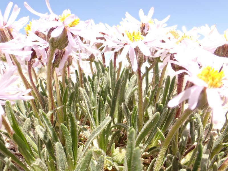 Erigeron vetensis, photographed by Matt Lavin
