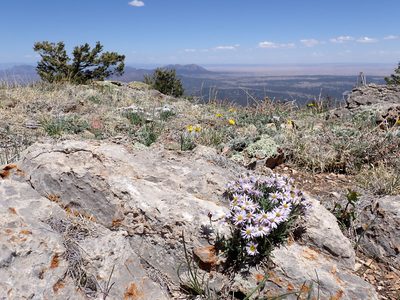 Erigeron vetensis, photographed by Matt Lavin
