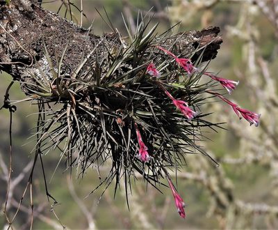 Tillandsia tenuifolia, photographed by Hugo Hulsberg