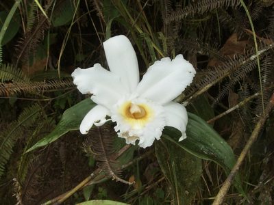 Sobralia virginalis, photographed by Sue Carnahan
