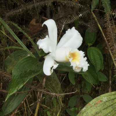Sobralia virginalis, photographed by Sue Carnahan