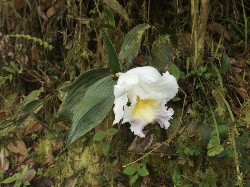 Sobralia powellii, photographed by Sue Carnahan