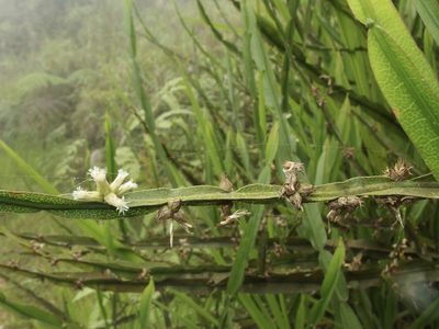 Baccharis reticulata, photographed by Sue Carnahan