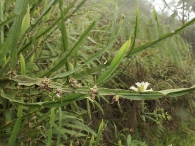 Baccharis reticulata, photographed by Sue Carnahan
