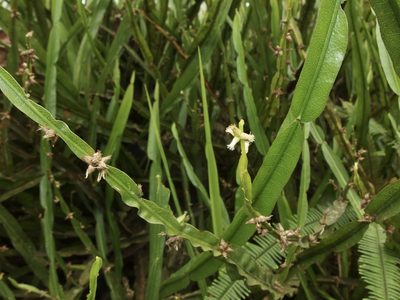 Baccharis reticulata, photographed by Sue Carnahan