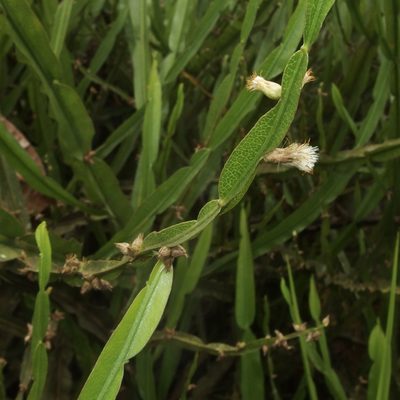 Baccharis reticulata, photographed by Sue Carnahan