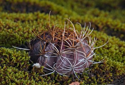 Lobivia ancistrophora, photographed by Hugo Hulsberg