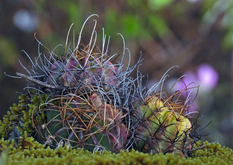 Lobivia ancistrophora, photographed by Hugo Hulsberg