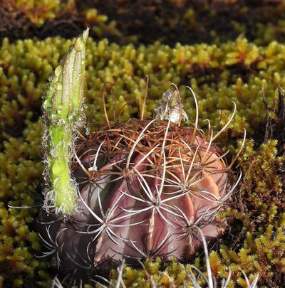Lobivia ancistrophora, photographed by Hugo Hulsberg