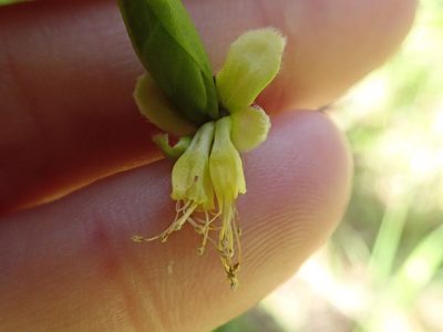 Dirca occidentalis, photographed by joergmlpts