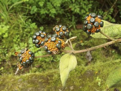 Tilesia baccata, photographed by Sue Carnahan