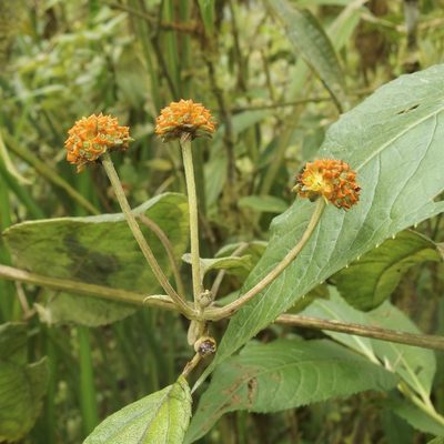 Tilesia baccata, photographed by Sue Carnahan
