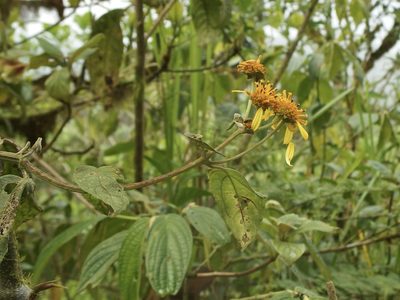 Tilesia baccata, photographed by Sue Carnahan