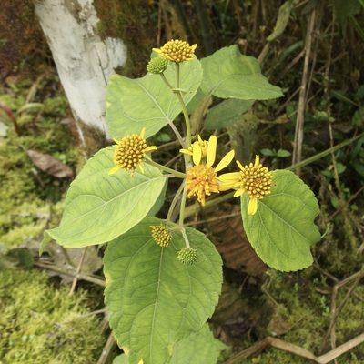 Tilesia baccata, photographed by Sue Carnahan