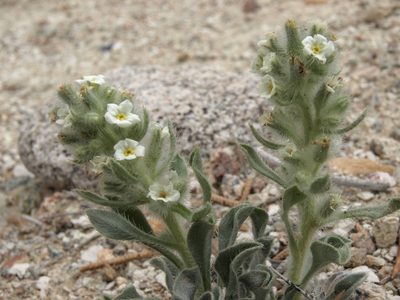 Oreocarya humilis, photographed by Jim Morefield