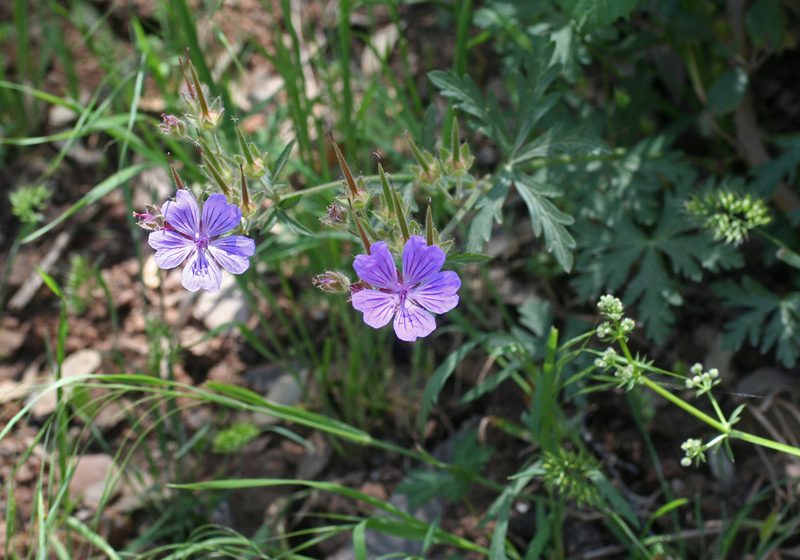 Geranium malviflorum, photographed by Oleg Kosterin