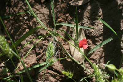 Lathyrus sphaericus, photographed by Oleg Kosterin