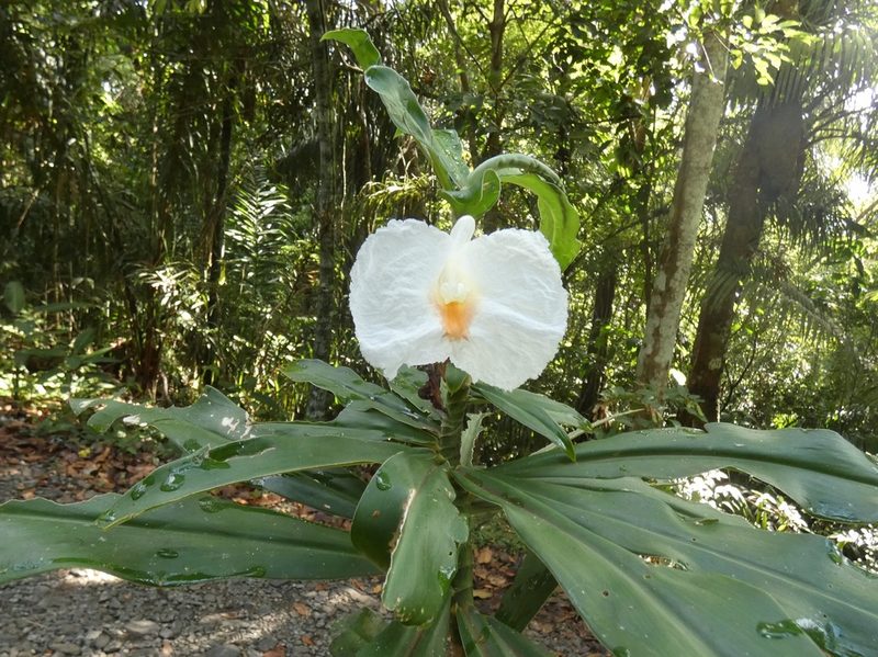 Dimerocostus strobilaceus, photographed by Kai Squires