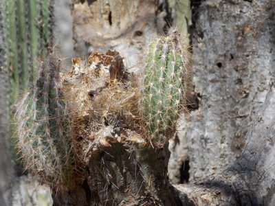 Pilosocereus alensis, photographed by Alejandro Sigala Chávez