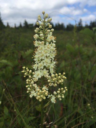 Stenanthium leimanthoides, photographed by Mark Eanes