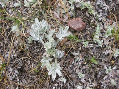 Potentilla effusa, photographed by Kevin Judge