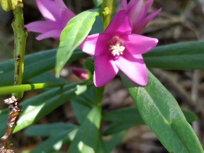 Crowea saligna, photographed by Will Cornwell