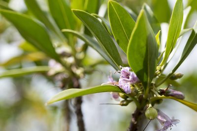 Myoporum bontioides, photographed by Licheng Shih