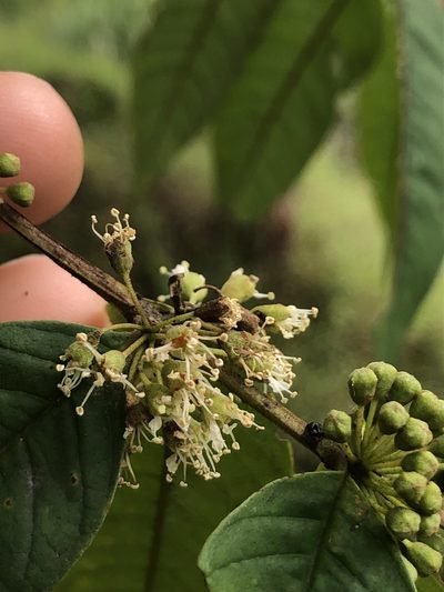 Adenaria floribunda, photographed by Skjold Søndergaard