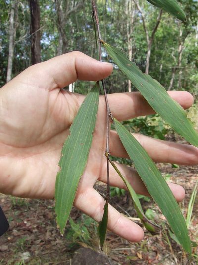 Acacia fleckeri, photographed by coenobita