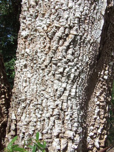 Acacia fleckeri, photographed by coenobita